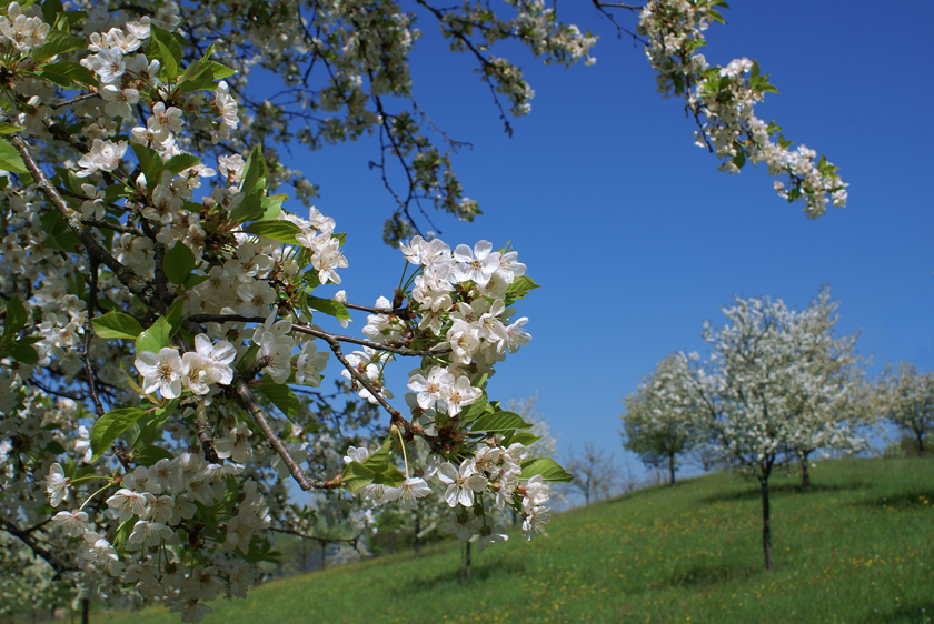 black cherry trees