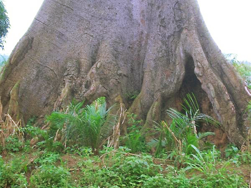 african iroko tree