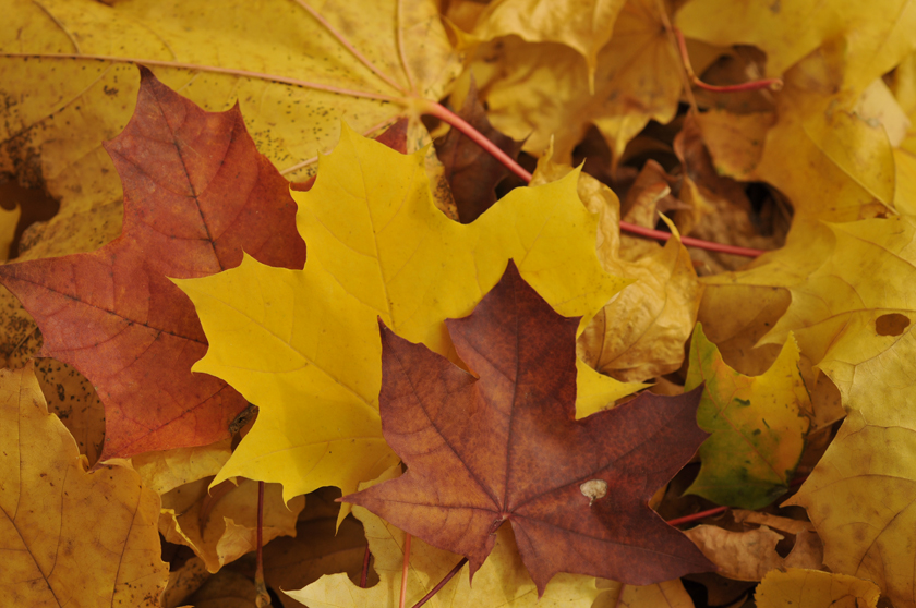 autumn maple leaves