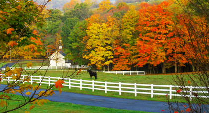 fall american trees