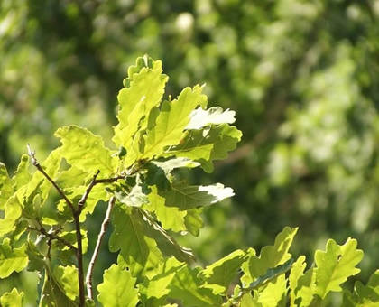 oak leaves