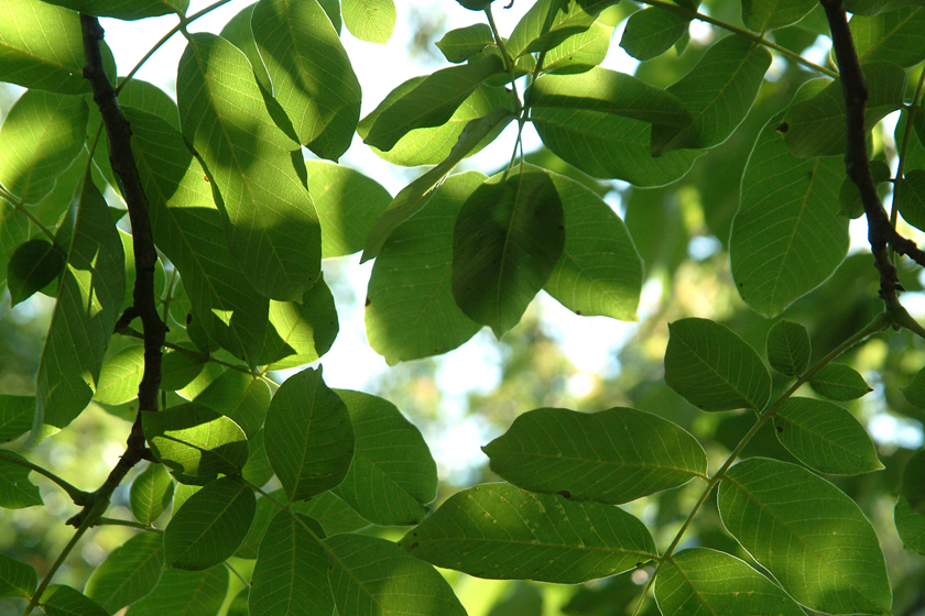 american walnut leaves