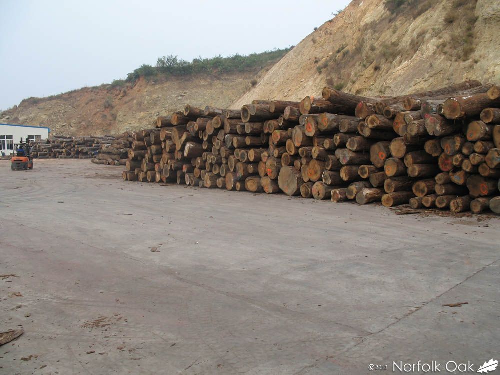 Appalachian hardwood logs stacked in long rows at a timber yard