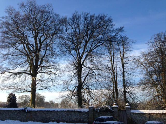 Bare winter trees above a snow-topped flint wall at Anmer Hall